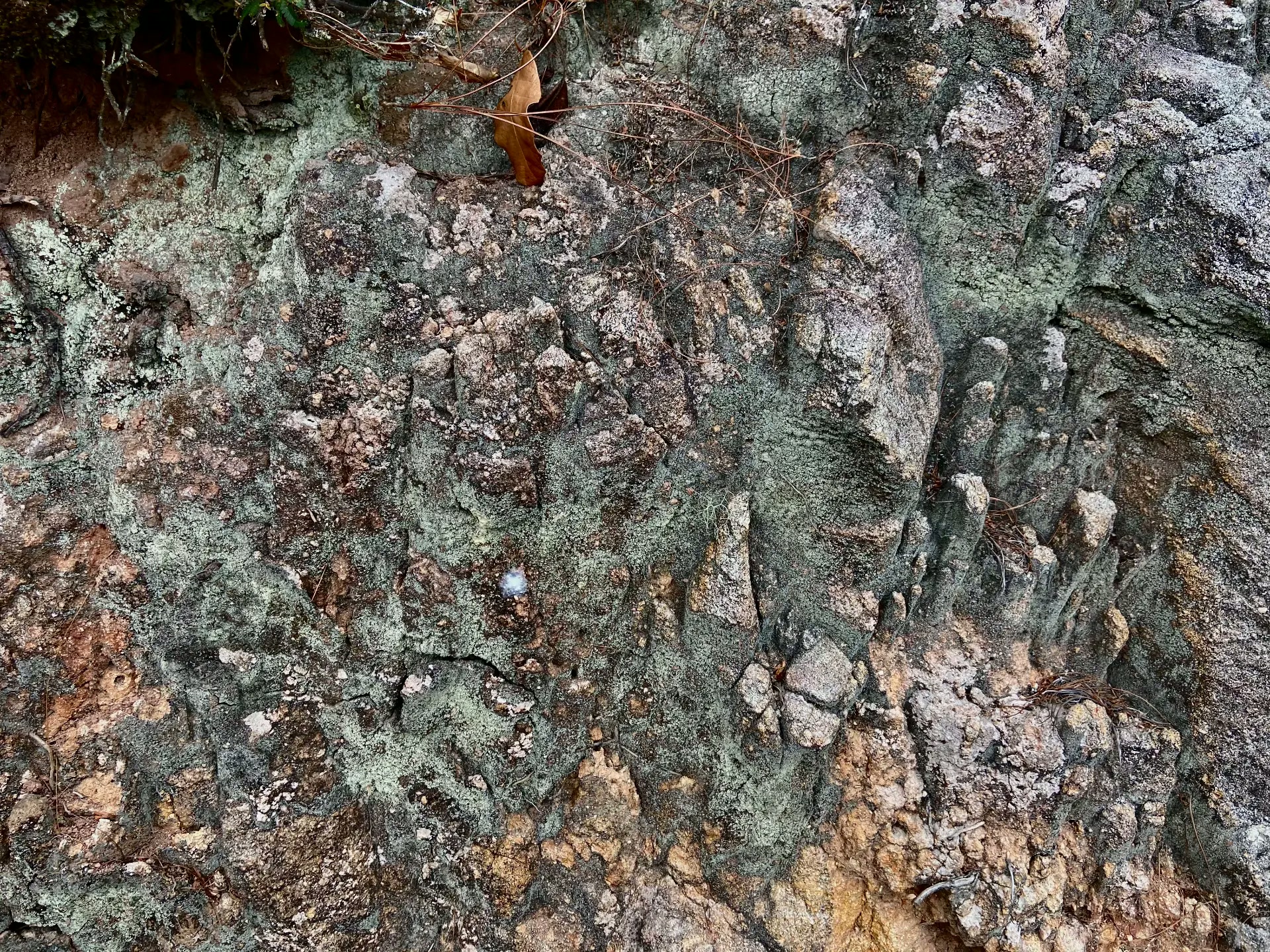 Lichen-covered rock face with dry leaves and earth tones